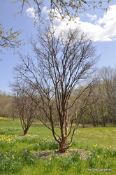 Acer saccharum — photo 3